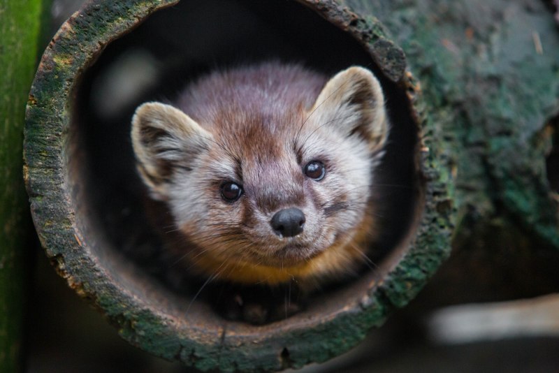 European Pine Marten