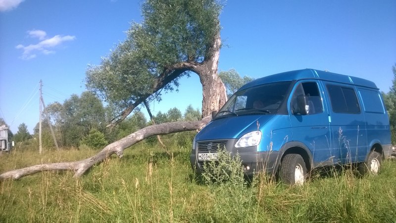 Соболь Баргузин животное