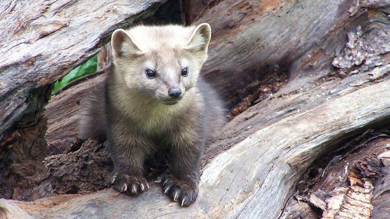 Горностай (Mustela erminea)