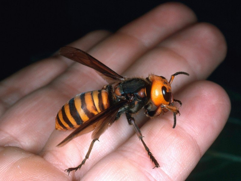 Vespa mandarinia Шершень