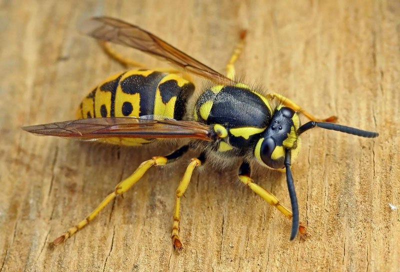Wasp Оса