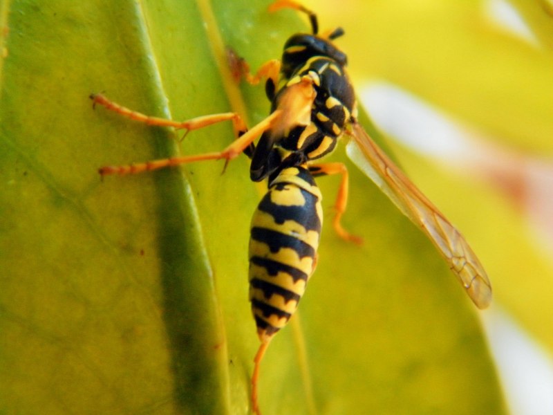 Wasp Шершень