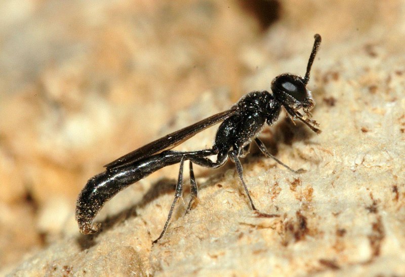 Trypoxylon attenuatum