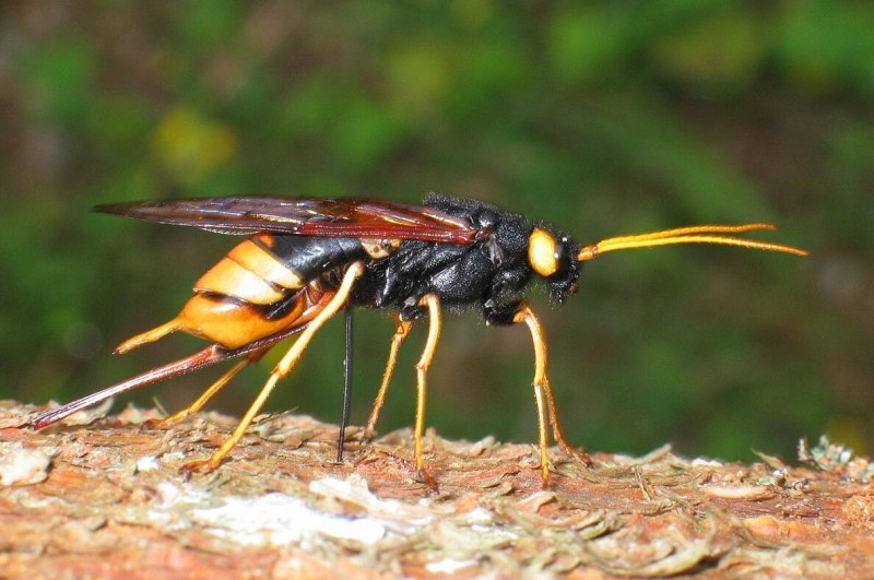 Рогохвост гигант – Urocerus Gigas
