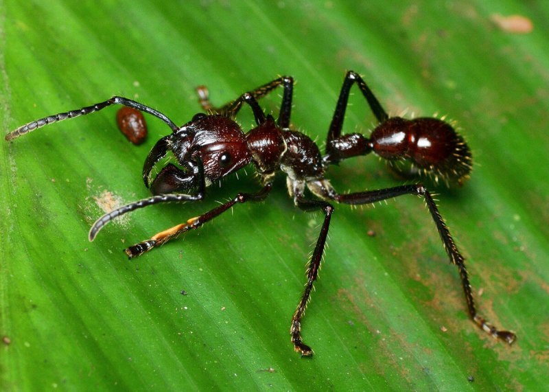 Paraponera муравей