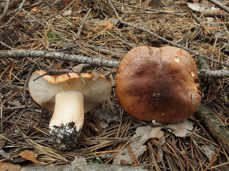 Рядовка Tricholoma albobrunneum