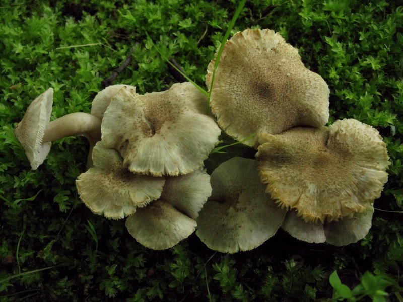 Рядовка буро-желтая Tricholoma fulvum