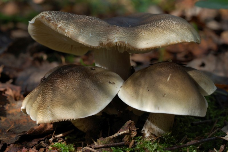 Рядовка коричневая Tricholoma imbricatum