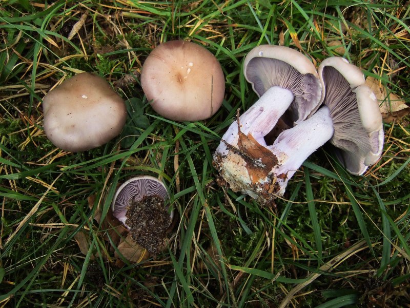 Рядовка коричневая Tricholoma imbricatum