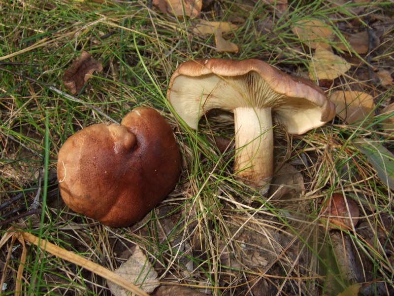 Рядовка Tricholoma albobrunneum