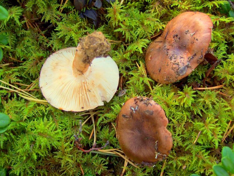 Рядовка Чешуйчатая Tricholoma imbricatum