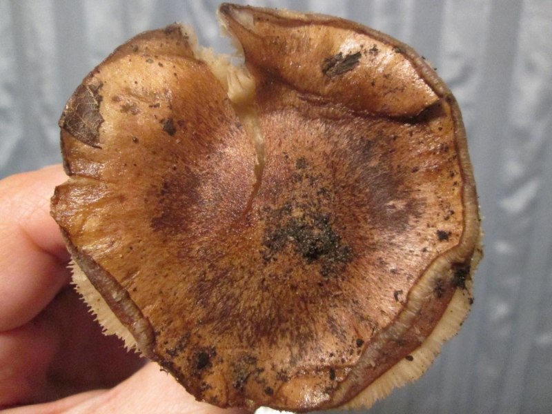 Рядовка погубленная Tricholoma pessundatum