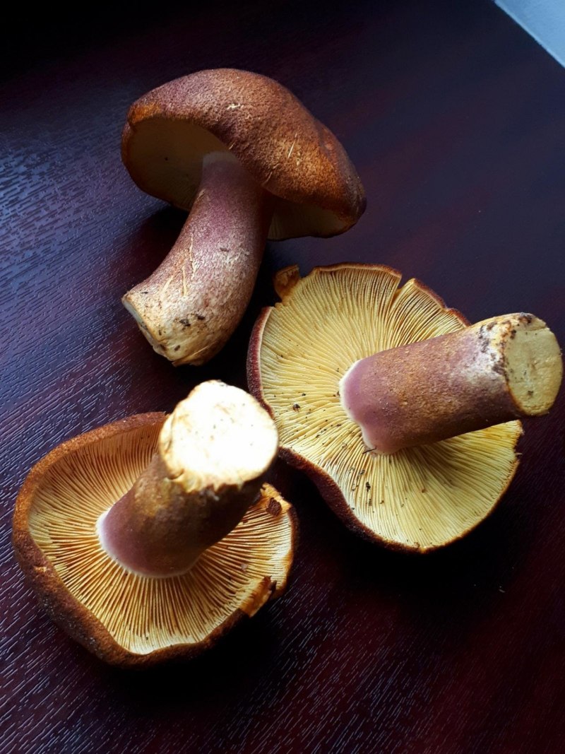 Gymnopus peronatus
