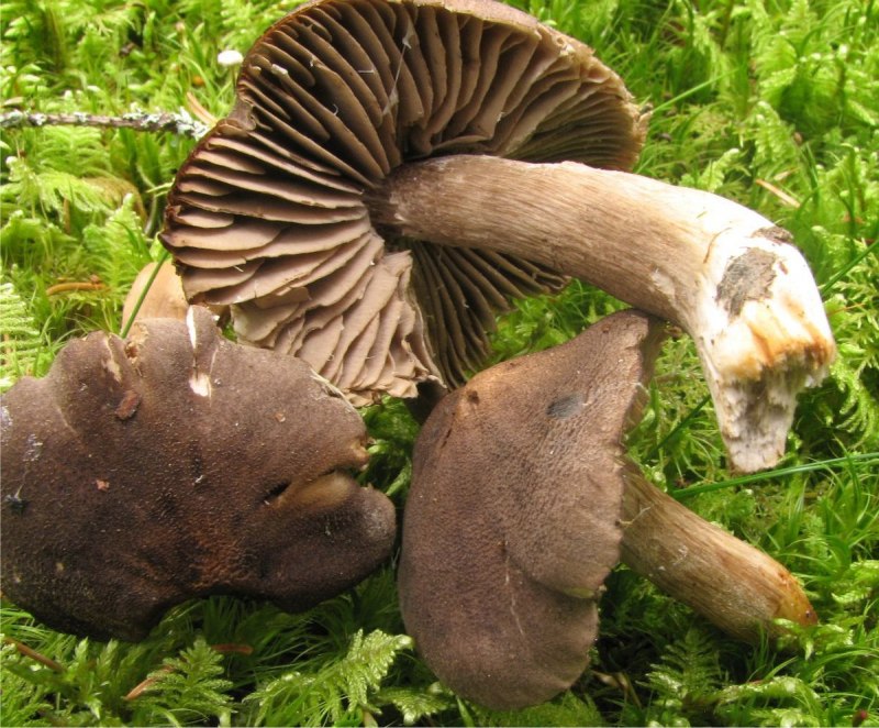 Мацутакэ (Tricholoma Matsutake)