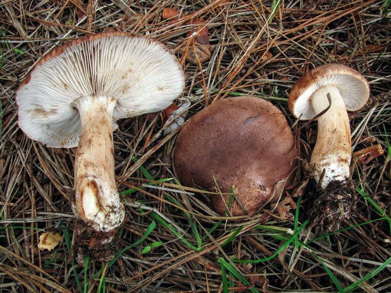 Рядовка желто-красная Tricholomopsis rutilans съедобная