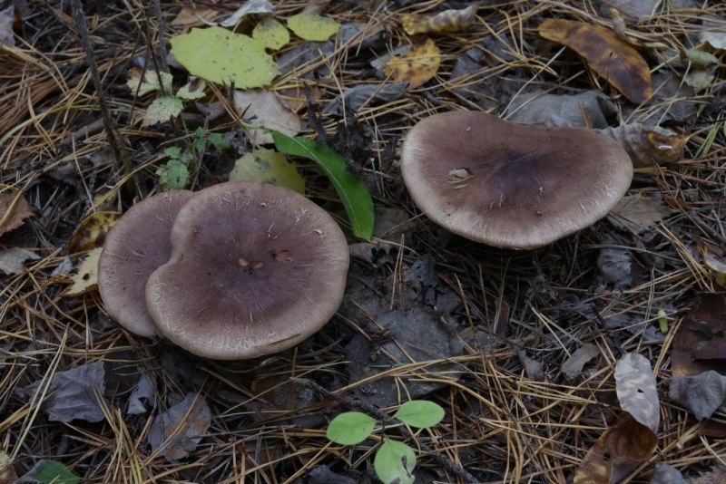 Рядовка буро-желтая Tricholoma fulvum