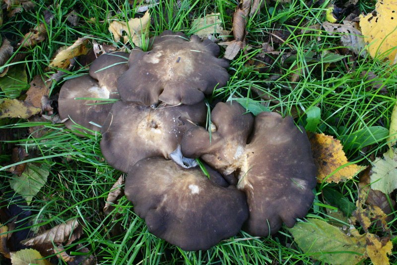 Рядовка бородатая Tricholoma Vaccinum