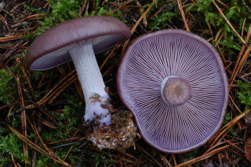 Рядовка погубленная Tricholoma pessundatum