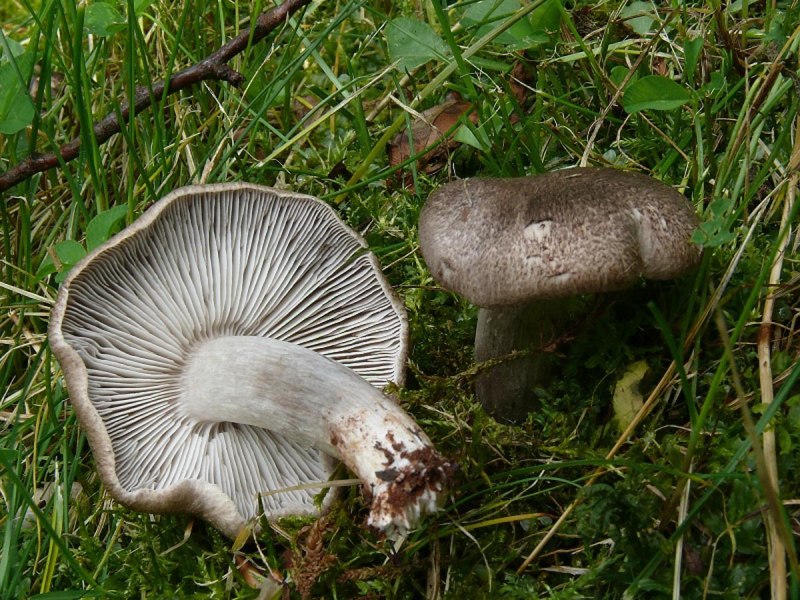 Рядовка Чешуйчатая Tricholoma imbricatum