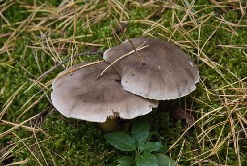 Tricholoma flavobrunneum