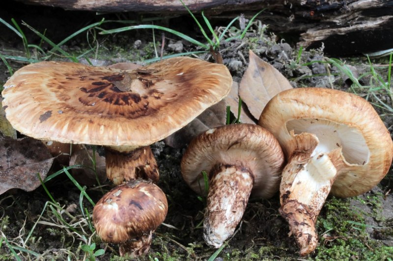 Рядовка буро-желтая Tricholoma