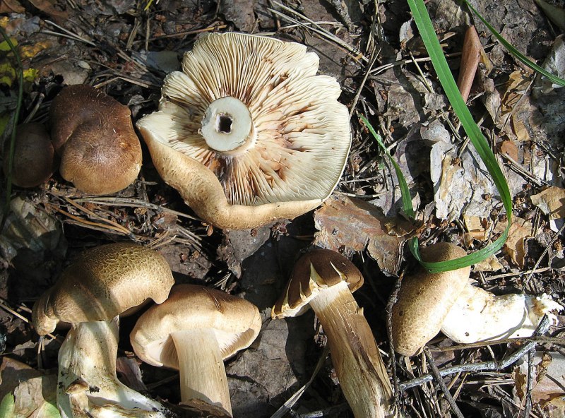 Рядовка надломленная Tricholoma batschii