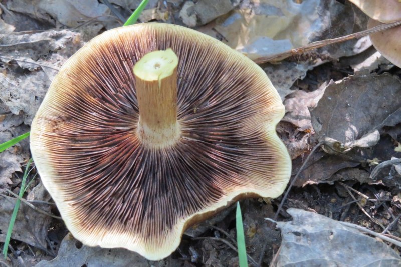 Рядовка желто-бурая Tricholoma flavobrunneum