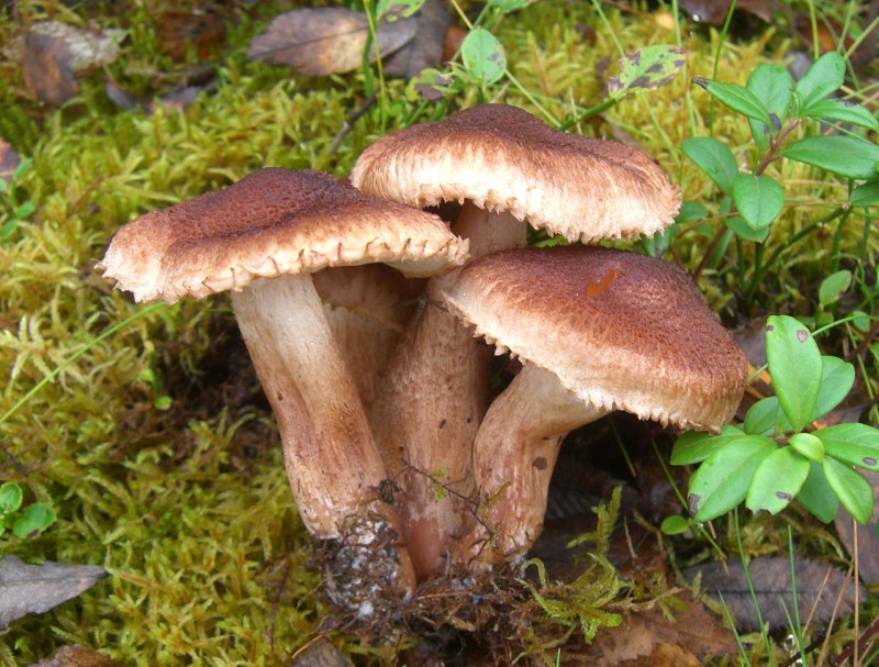 Рядовка опоясанная Tricholoma cingulatum