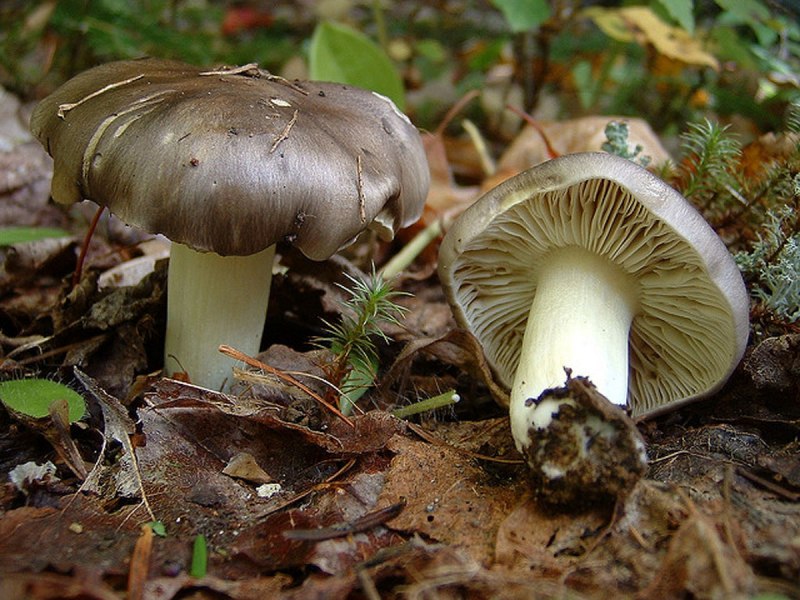 Рядовка серая Tricholoma portentosum.