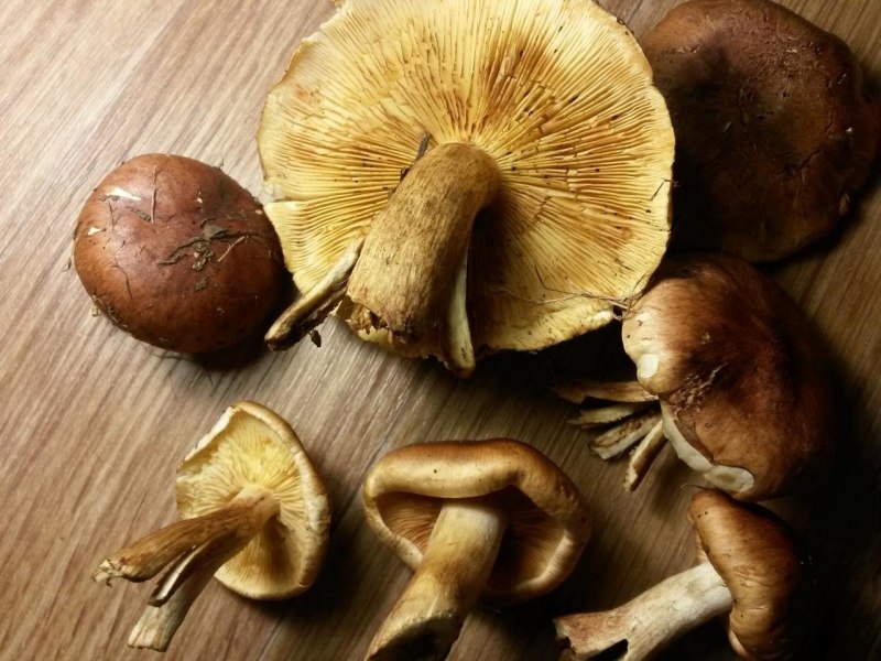 Рядовка Чешуйчатая Tricholoma imbricatum