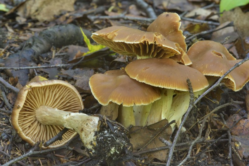 Tricholoma argyraceum