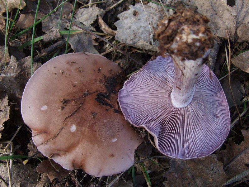 Рядовка бородатая Tricholoma Vaccinum
