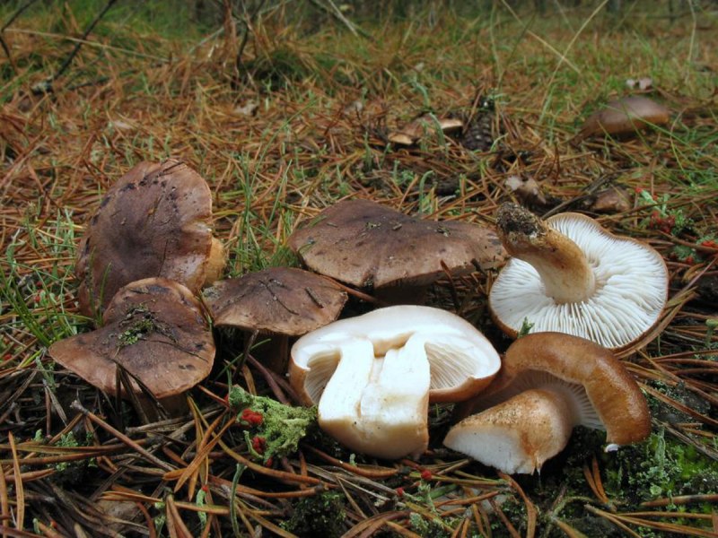 Lepista rickenii