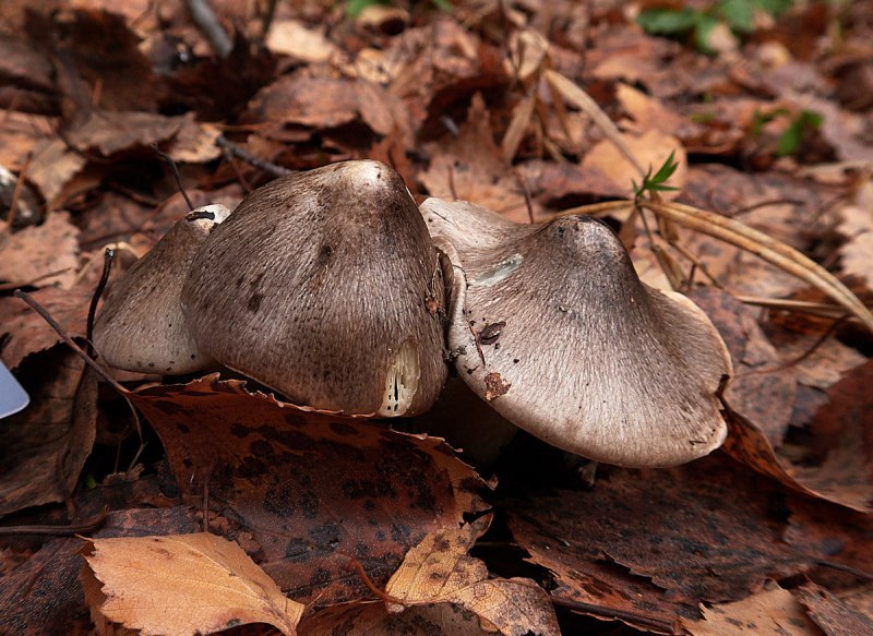 Рядовка погубленная Tricholoma pessundatum