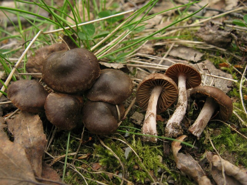 Рядовка Lepista sordida .