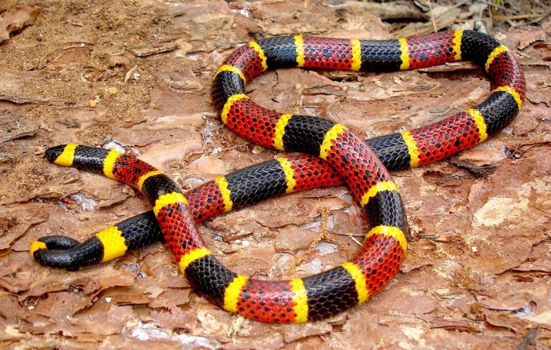 Аспид змеи (73 фото)