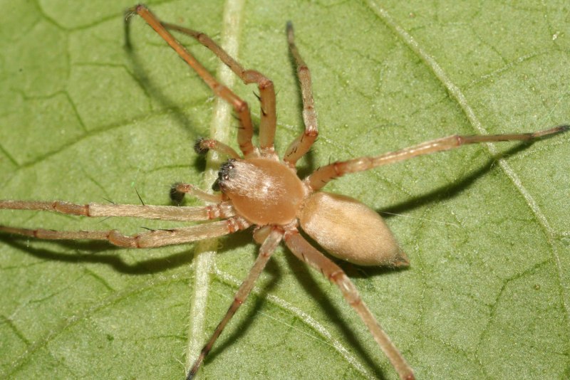 Cheiracanthium punctorium