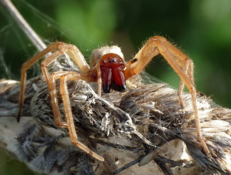 Паук Cheiracanthium punctorium
