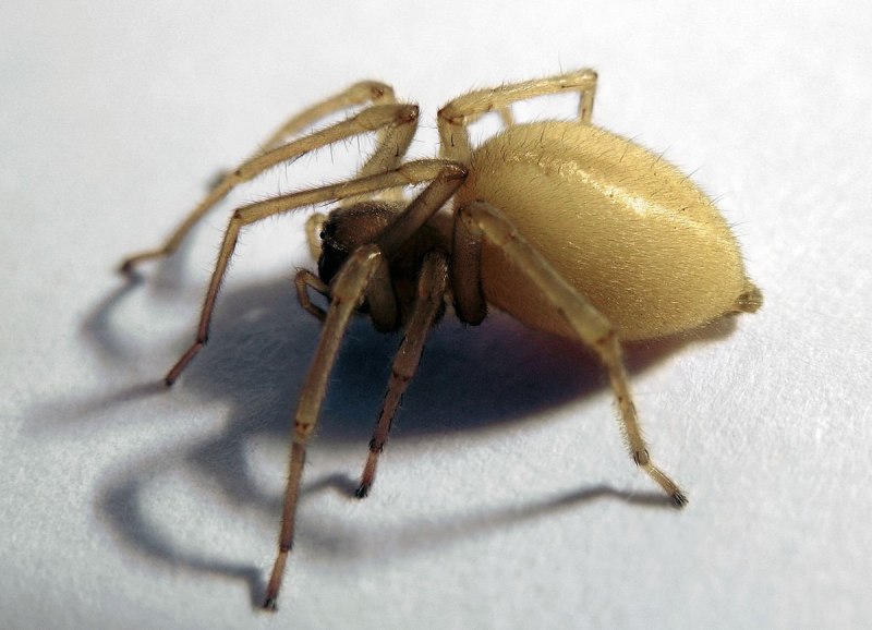Паук Cheiracanthium punctorium
