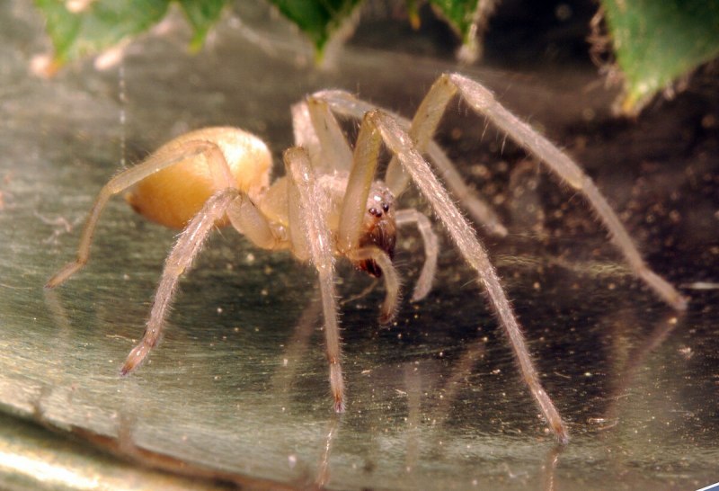 Cheiracanthium inclusum паук