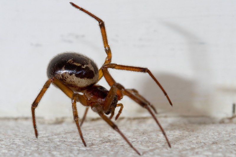 Паук Cheiracanthium punctorium