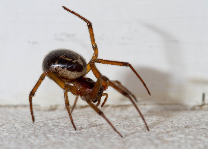 Паук Cheiracanthium punctorium