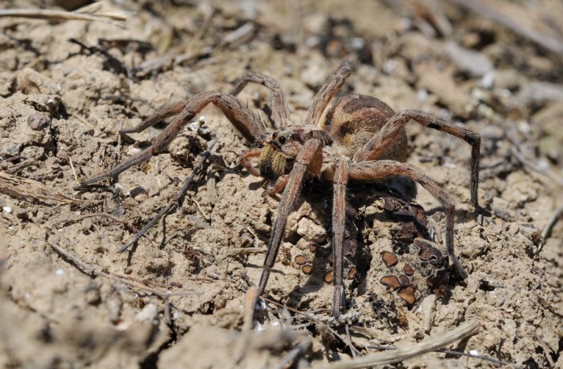 Паук Loxosceles reclusa