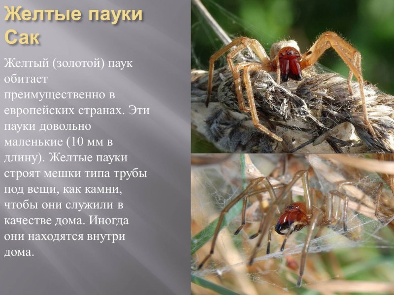 Ядовитые пауки Пензенской области