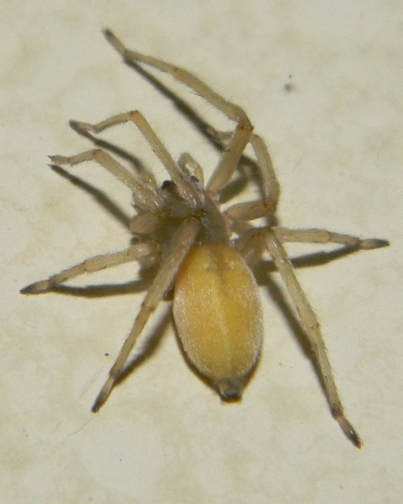 Cheiracanthium inclusum паук