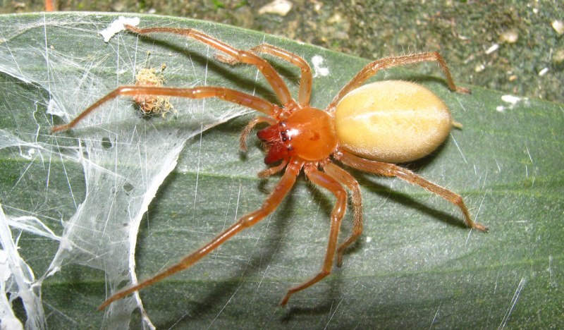 Cheiracanthium inclusum паук