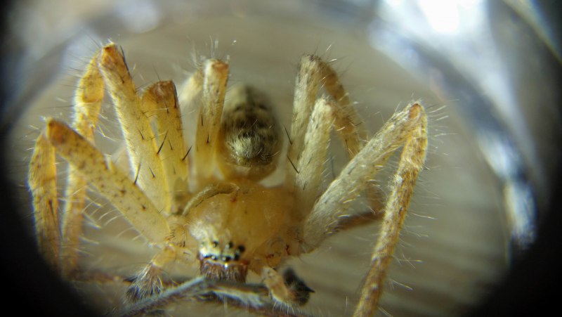 Паук Cheiracanthium punctorium