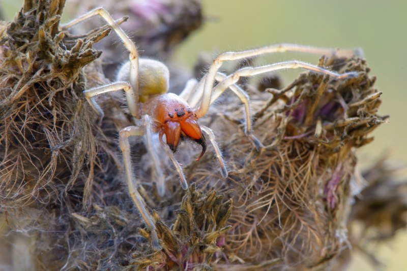 Cheiracanthium mildei