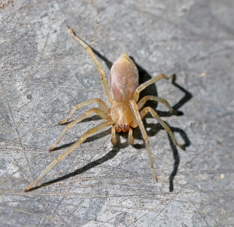 Сумчатый паук Cheiracanthium punctorium