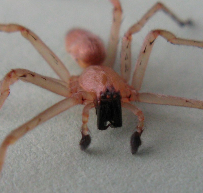 Паук amrobia